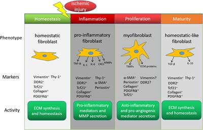 Cardiac Fibroblasts and Myocardial Regeneration